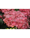 Hydrangea Rebelion® Choco Love